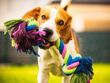Faut-il laisser son chien gagner quand on joue avec lui ?