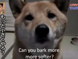 Ce chien aboie moins fort quand on le lui demande