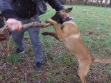 Education positive pour éduquer son chien