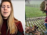 Dressage d'un chiot Berger Allemand
