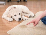La punition : quand et comment punir son chien ?