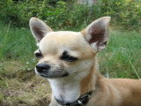 Conseils pour dresser un chihuahua
