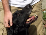 Comment éduquer un chien adopté dans un refuge