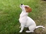 L'éducation d'un Jack Russel