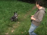 Comment se faire obéir par son chien et le rendre plus docile ?