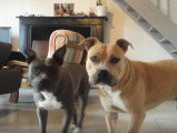 Deux American Staffordshire Terrier plein de sang froid