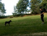 Education d'un Beauceron