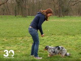 Quelques tours à apprendre à son chien