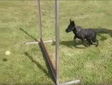 Dressage d'un chiot Berger Hollandais