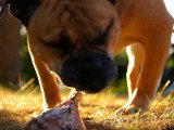 La friandise chez le chien : quand et comment lui donner
