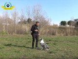 Comment faire si mon chien n'obéit qu'avec des friandises ?