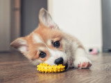 Un chiot mâchouille un jouet sur le sol