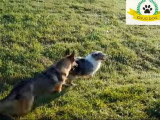 Peut-on changer le nom de son chien ?
