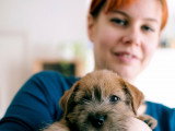 Apprendre le détachement à son chien