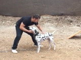 Éducation d'un Dalmatien sourd