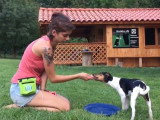 Entraînement au clicker training de Padmé, un Terrier Brésilien de 4 mois