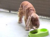 Avoir un chien calme au moment du repas