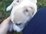 Rudiments pour une petite American Staffordshire Terrier