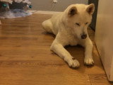 Un Jindo Coréen qui ne mange vraiment que quand on l'y autorise