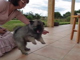 Education d'un chiot Keeshond avec un clicker training