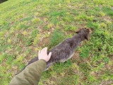 Dressage d'un Griffon Korthal de Dix mois pour la chasse