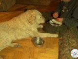 Un chien Kuvasz tout en retenu