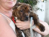 Apprentissage de la marche en laisse à un chiot Staffie