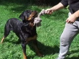 Apprendre à canaliser son chien