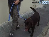 Quelques conseils pour éviter que son chien tire en laisse