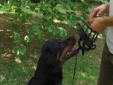 Comment enseigner à son chien le port d'une muselière