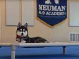 Un Pomsky suit une formation d'éducation canine
