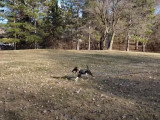 Un Rat Terrier apprend le rapport