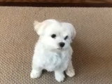 Apprendre des tours basiques à un Bichon Maltais