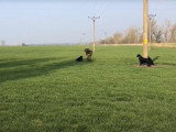 Des Flat Coated Retriever s'entraînent au rapport