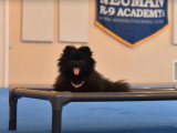 Un Loulou de Poméranie en stage intensif d'éducation canine