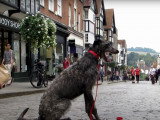 Un Lévrier Ecossais en stage intensif d'éducation canine