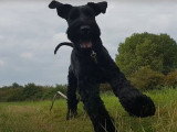 Un Schnauzer Géant en stage intensif d'éducation canine