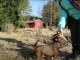 Un Lancashire Heeler apprend à rendre un objet