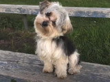 Un Morkie en stage intensif d'éducation canine
