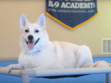 Un Buhund Norvégien en formation d'éducation canine
