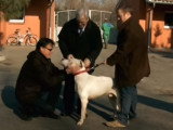 Chien sourd, maître à l'écoute - Partie 1