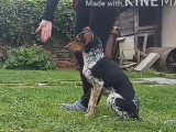 Dressage d'un Cesky Strakaty Pes