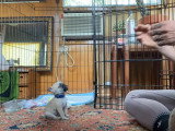 Dressage d’un chiot chug