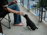 Un chiot Bugg bien éduqué