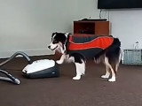 Un Border-Aussie très éduqué et obéissant