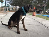 Un chien Labahoula de cinq mois apprend à écouter ses maîtres