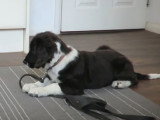 Le dressage d'un chien Sprollie