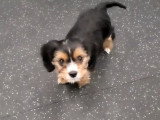 Un King Charles Yorkie suit un entraînement pour être plus obéissant