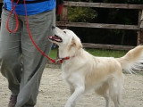 Ce Gollie suit un entraînement de dressage