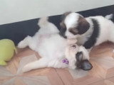 De petits Shi Apso ont appris à uriner sur un tapis